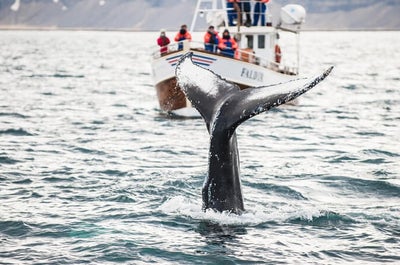 Besucher, die in den Gewässern vor der Küste Nordislands einen Walschwanz entdecken.
