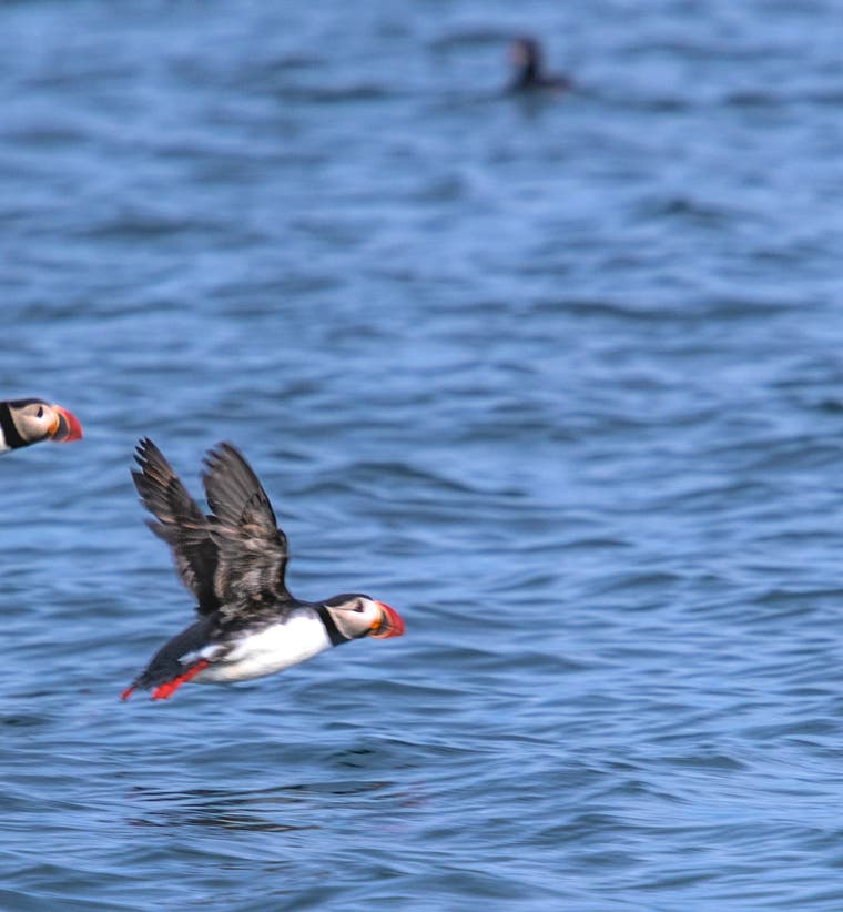Puffins in Flight.JPG
