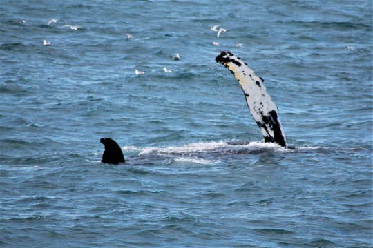 6-Hour Whale Watching & Northern Lights Boat Tour Combo with Transfer from Reykjavik