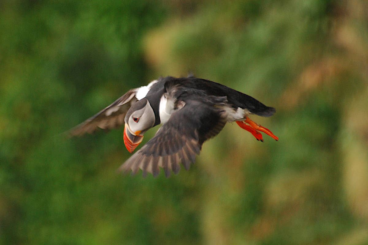The Ingólfshöfði Puffin Tour – Epic Birdwatching Adventure in Iceland ...