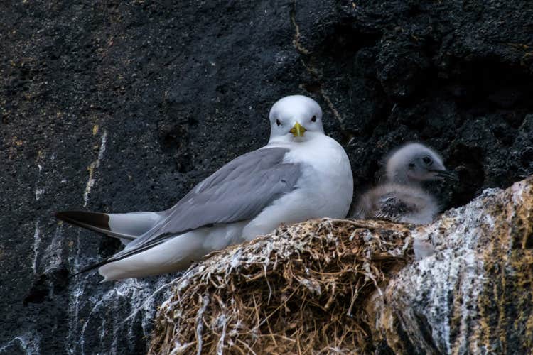 A seagull and chick nesting in the face of a cliff.