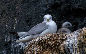 Une mouette et un oisillon nichant dans la paroi d'une falaise.