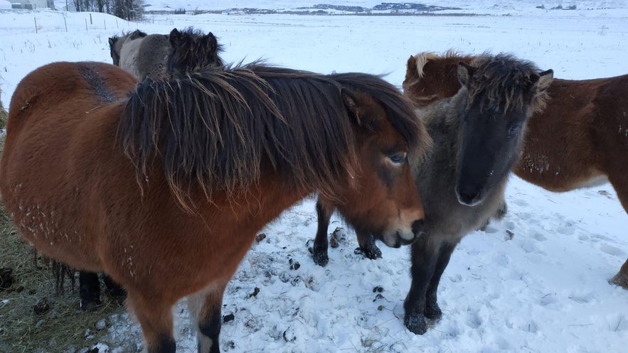 Una familia de caballos islandeses