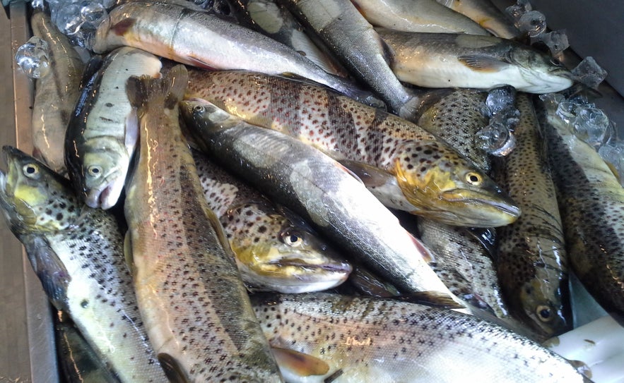 Seasonal food in Iceland