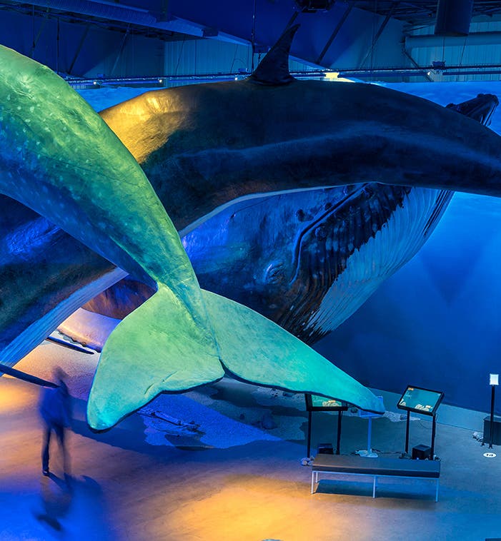 Музеи и выставки Исландии