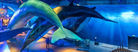 Museums & Exhibitions