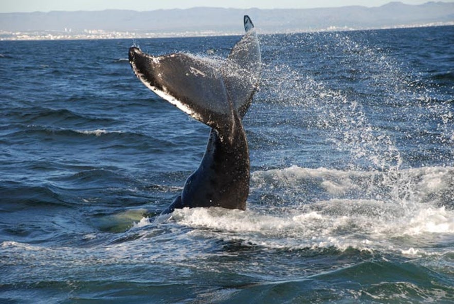 OBSERVACIÓN DE BALLENAS Y EL CÍRCULO DORADO (GOLDEN CIRCLE).