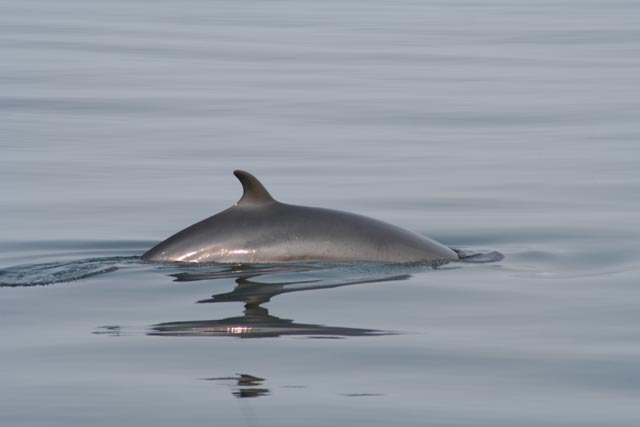 OBSERVACIÓN DE BALLENAS Y EL CÍRCULO DORADO (GOLDEN CIRCLE).