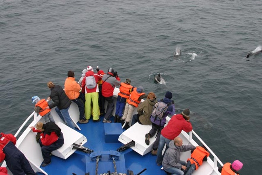 OBSERVACIÓN DE BALLENAS Y EL CÍRCULO DORADO (GOLDEN CIRCLE).