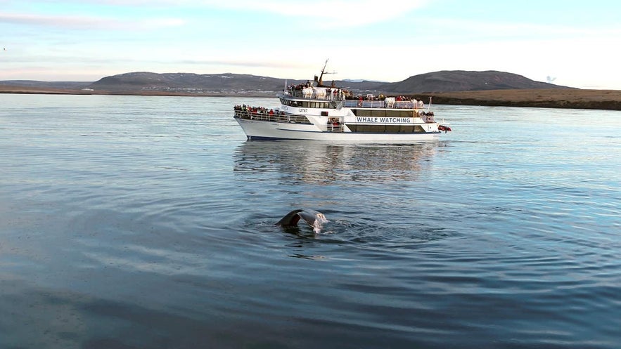 A whale breaches off the shore of Reykjavik.