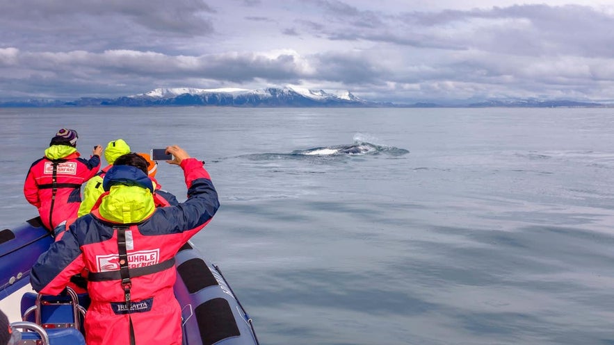 Whale-watching is one of the best things to do in Iceland