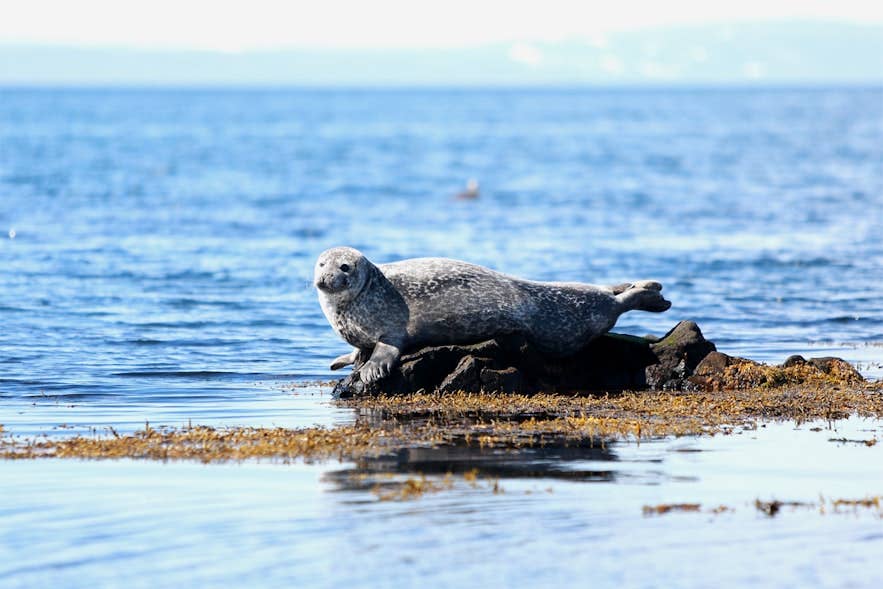A harbor seal hauled out on a seaweed rock off the Vatnsnes Peninsula in Northwest Iceland.