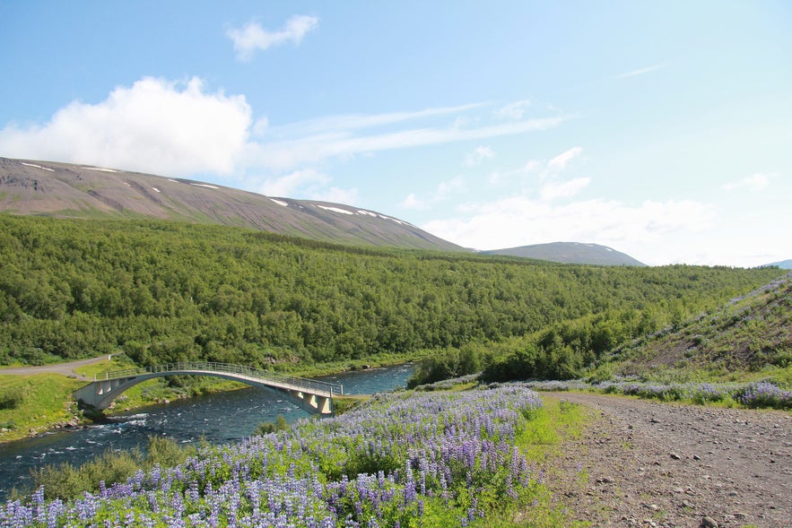 The Vaglaskogur forest in Fnjoskadalur valley