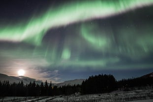 Aurora borealis shining over a forest in Iceland with mountains in the background.