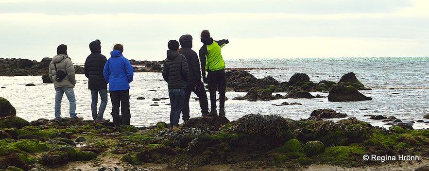 Seal-spotting at Ytri-Tunga