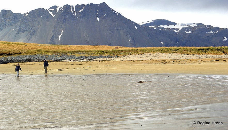 Seal-spotting at Ytri-Tunga