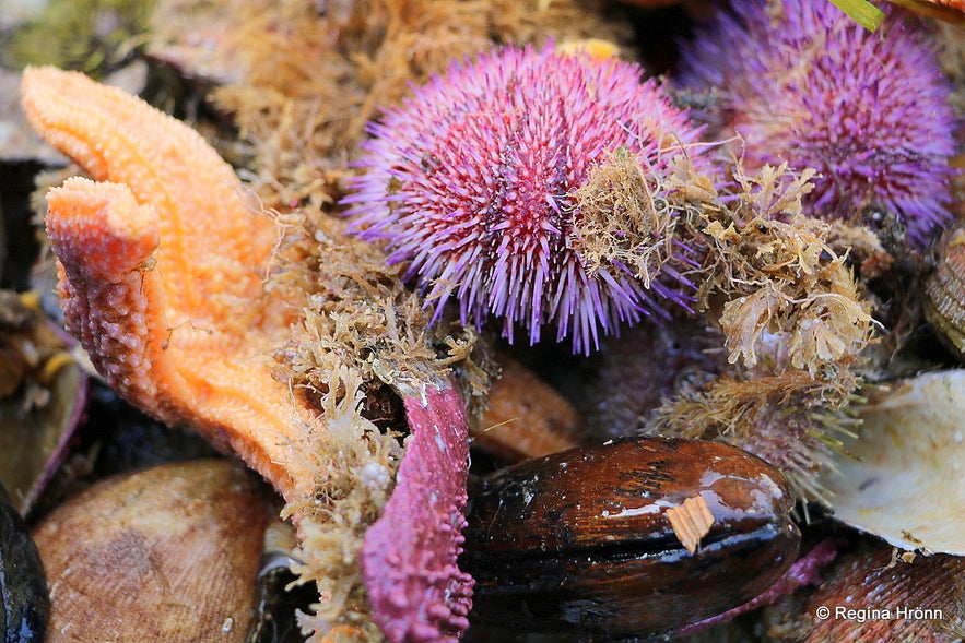 The fruit of the ocean - Breiðafjarðareyjar islands