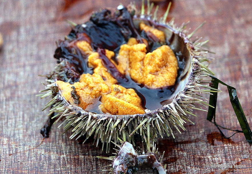 The fruit of the ocean from Breiðafjarðareyjar islands