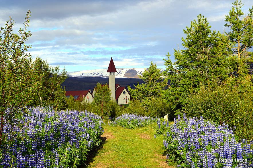 Reykholt Church rises above summer lupines, with snow-capped mountains behind.