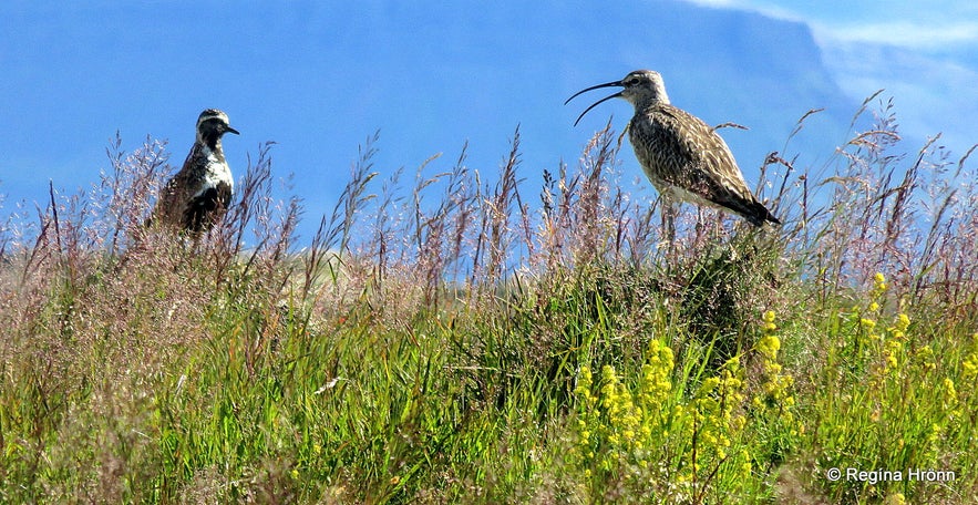 Plover and whimbrel at Reykhólar