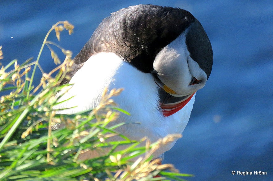 Puffins at Látrabjarg Westfjords