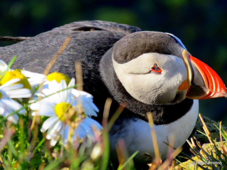 Puffins at Látrabjarg Westfjords