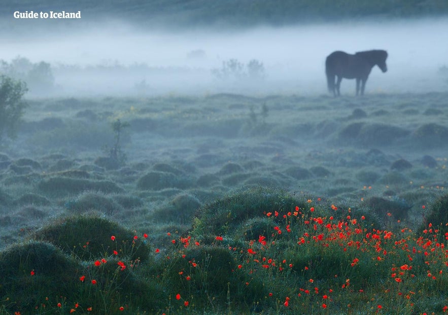 A horse in a field