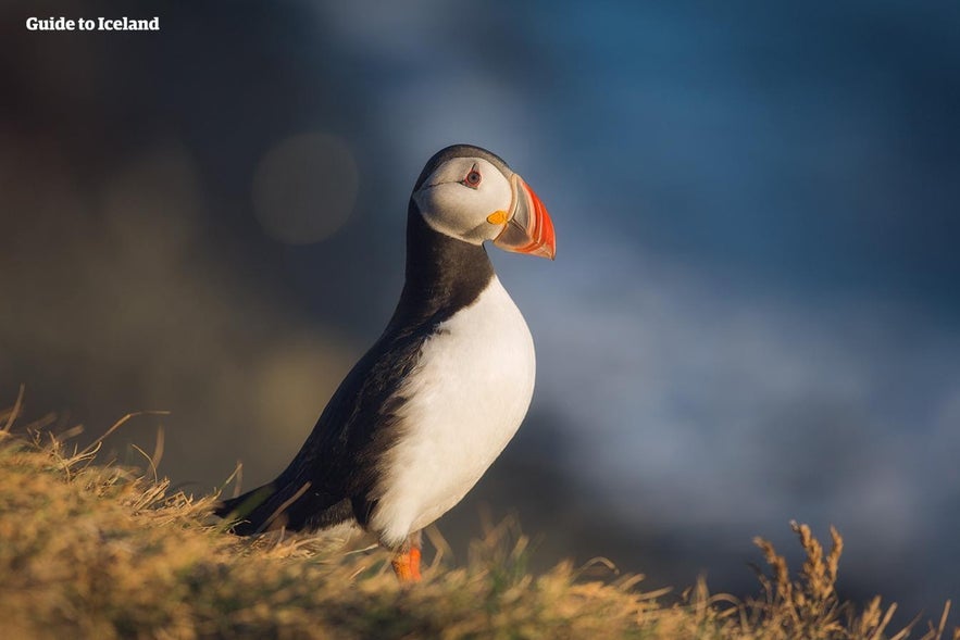 A beautiful puffin in the evening sun