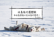 冰島自由行| 和冰島雪橇犬在冰島約會吧！