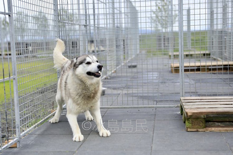 熱情的冰島雪橇犬