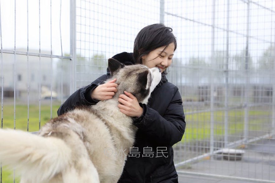 可愛的冰島雪橇犬