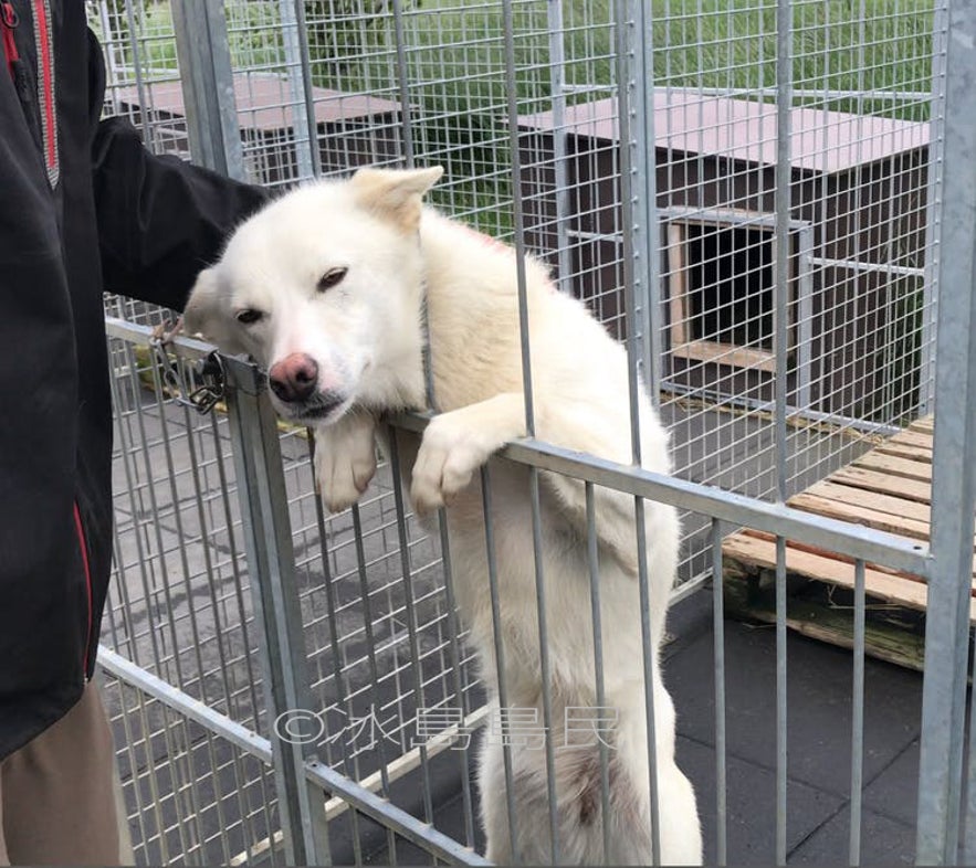 冰島雪橇犬農場參觀