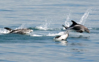 Dalvik è una delle mete preferite per il whale watching