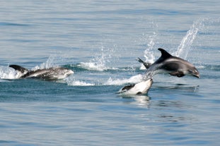 Dalvik est une destination favorite pour l'observation des baleines.