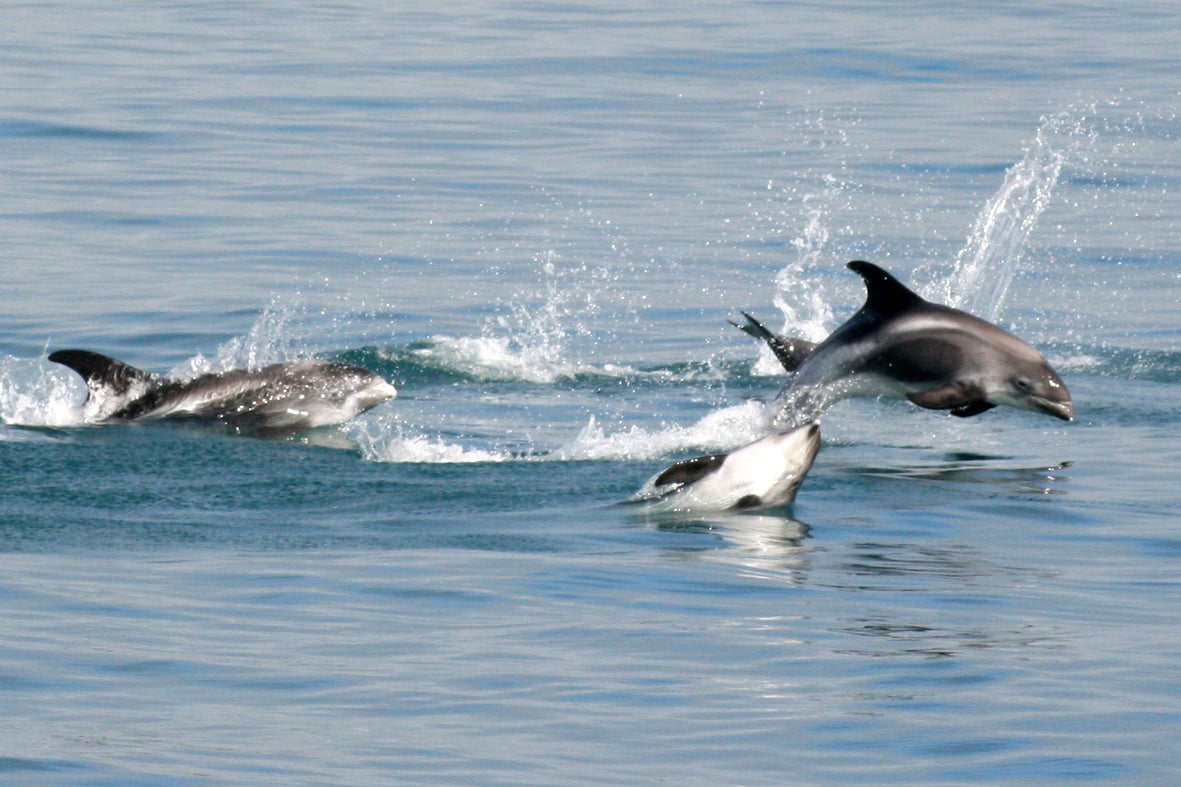 Dalvik is a favorite destination for whale-watching.