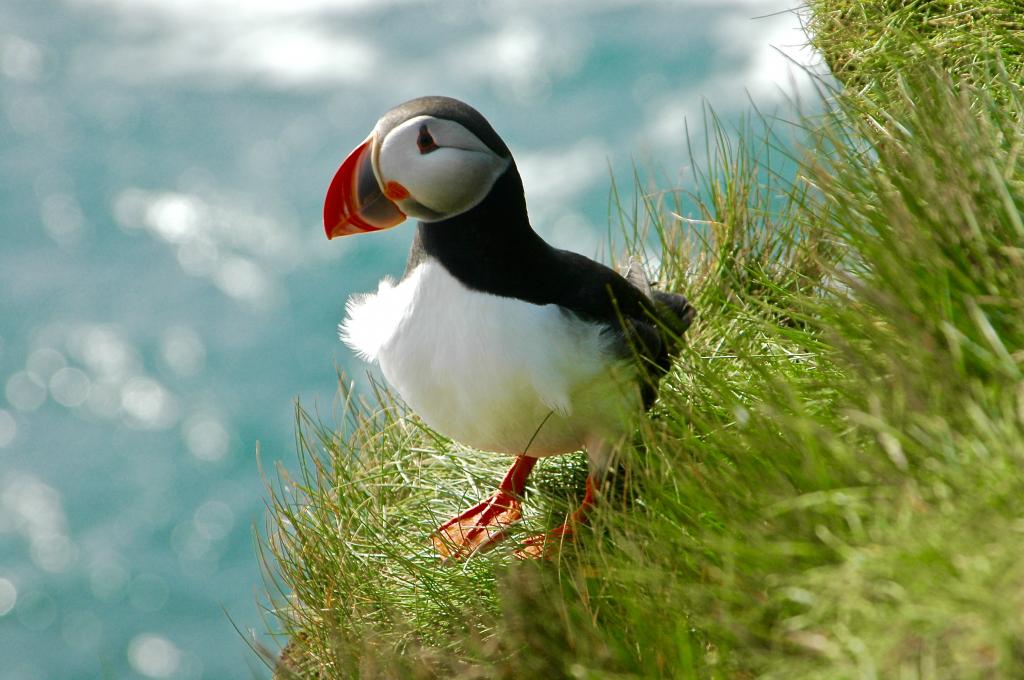 海鲁斯科古尔豪华度假屋 | Helluskogur Luxury Vacation Home