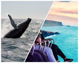 Combination 4.5-Hour Whale-Watching & FlyOver Iceland Tour in Reykjavik