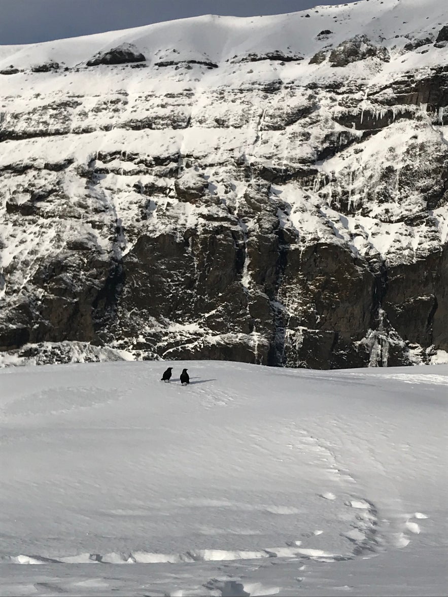 Кошки, мшиные мыши и вороны Одина