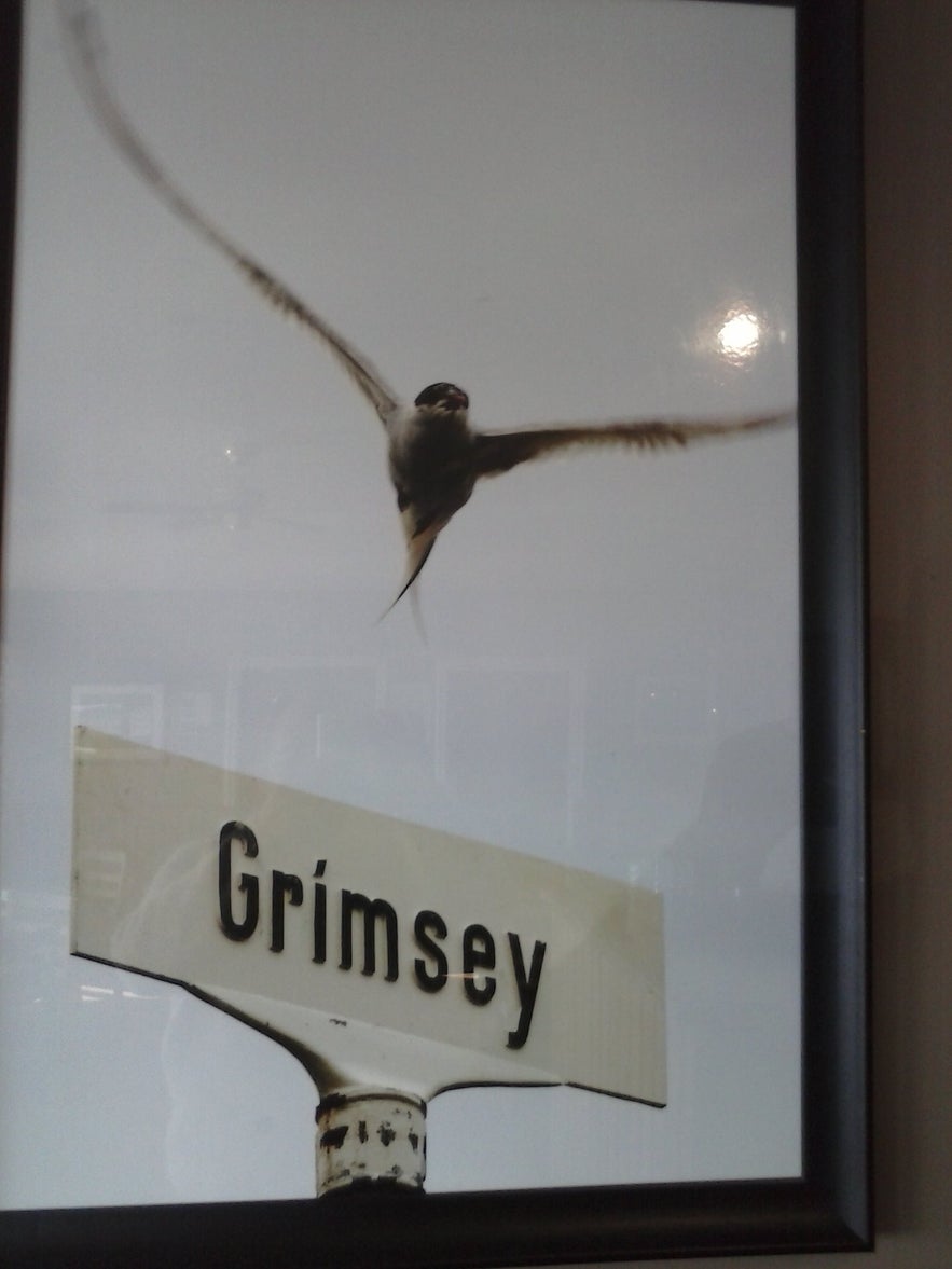 Puffin flying over Grímsey Island