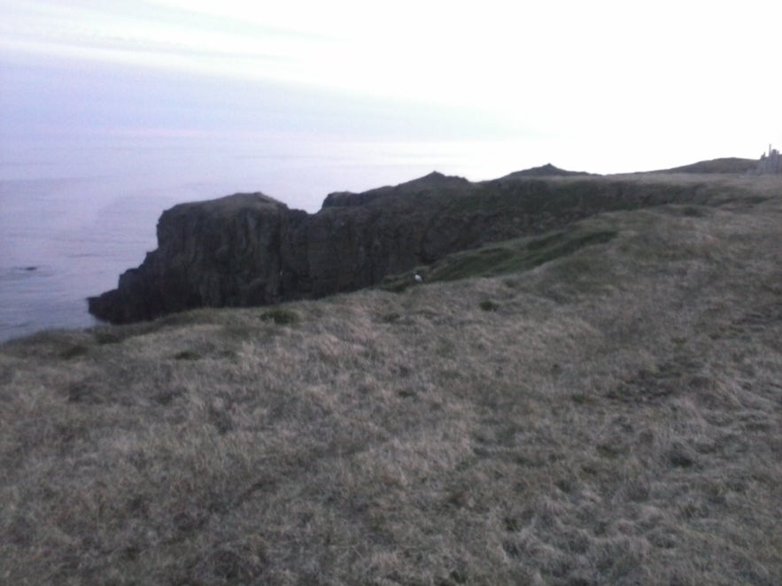 Cliffs of Grímsey where puffins nest