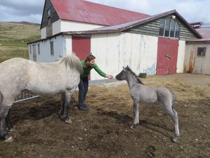 Newborn foal and "Settlement Chicken"