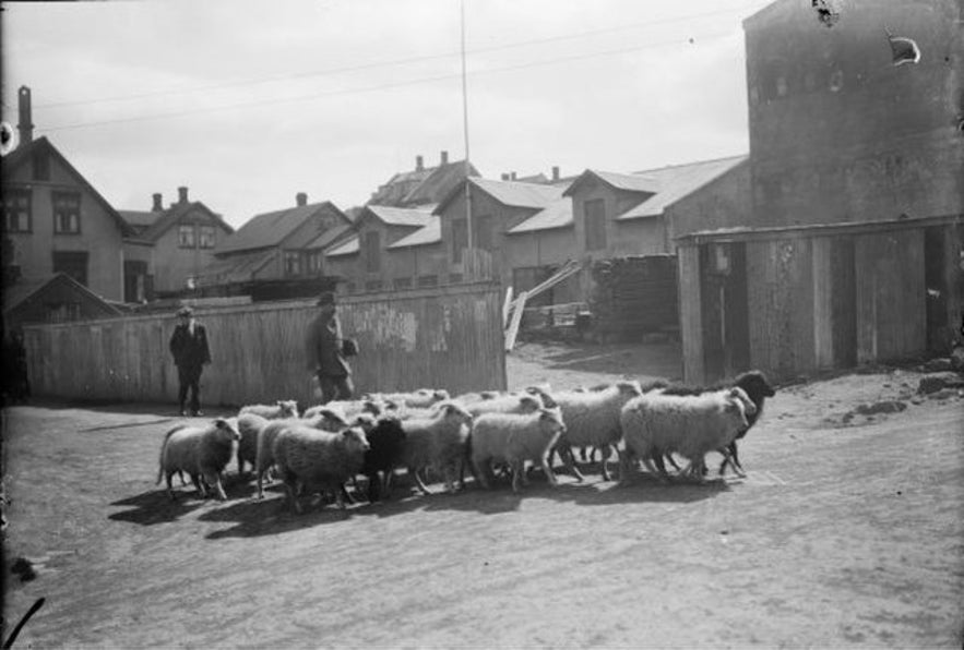 Farmer walks his sheep on Hverfisgata street.