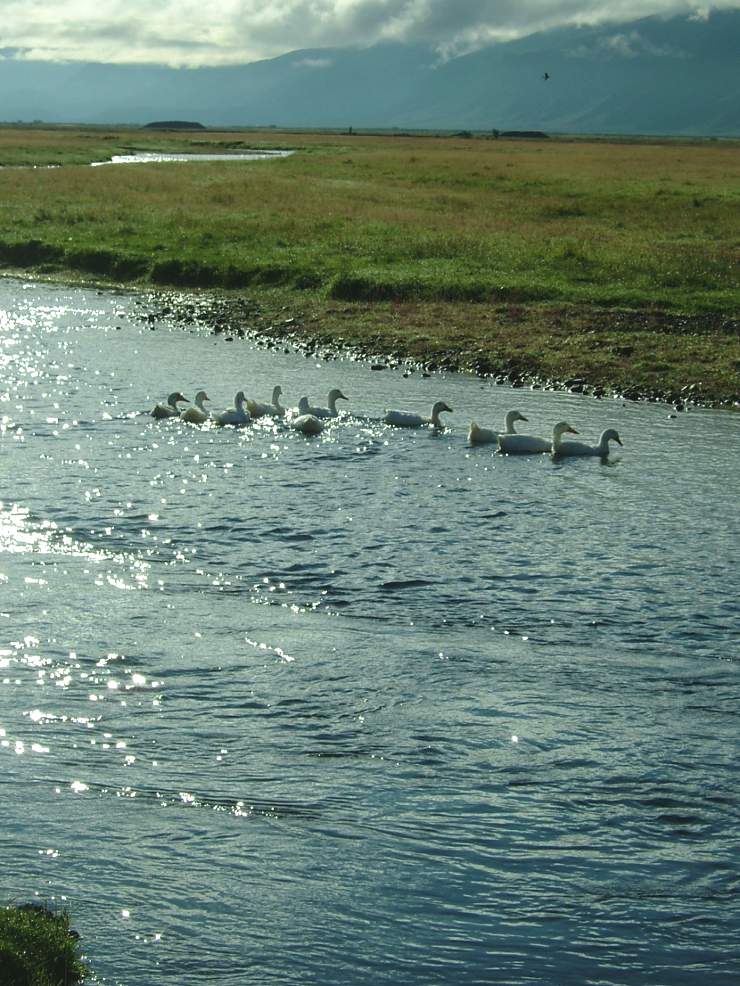 Chalet 3: Simple Cottage in South Iceland