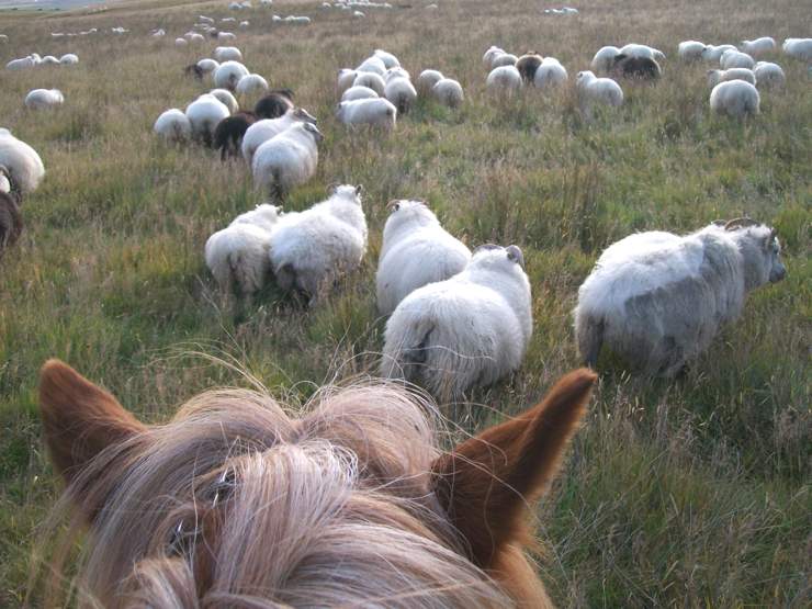 Chalet 1: Cottage in South Iceland