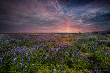 The Dynamic Plant Lupine