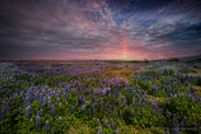 Lupines in Iceland: Beauty, Controversy, and Environmental Impact