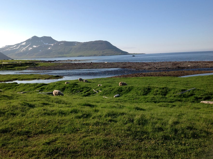 Day one of our West Fjords tour: necro pants, scary landscapes and idyllic pastures