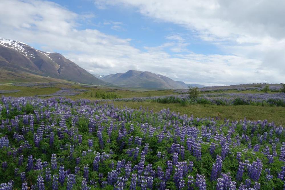 Hl&eacute;sk&oacute;gar Apartment Near Akureyri With Jacuzzi