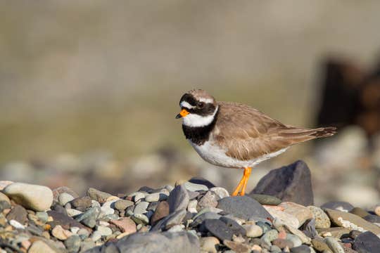Private 11-Hour Birdwatching Tour in North Iceland’s Langanes and Tjornes Peninsulas