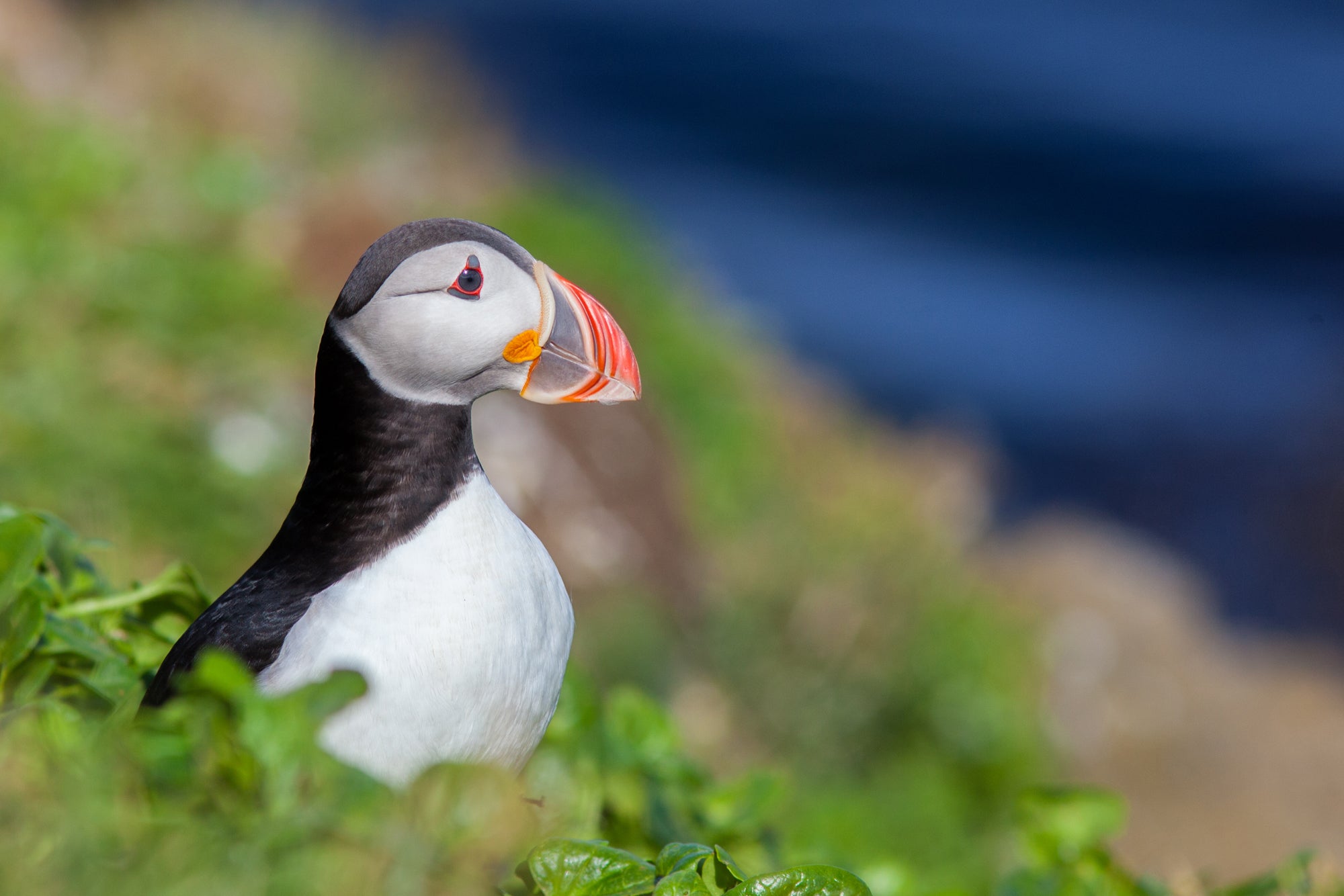 Les macareux sont les oiseaux les plus emblématiques associés à l’Islande.